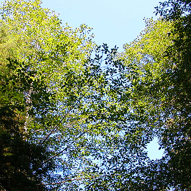 alder forest canopy, Palmer Creek, east central Snohomish County, Washington