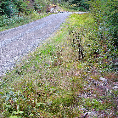 roadside grass, Road 4065 above Palmer Creek, east central Snohomish County, Washington
