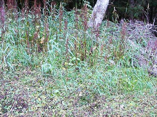 roadside grass, Road 4065 above Palmer Creek, east central Snohomish County, Washington