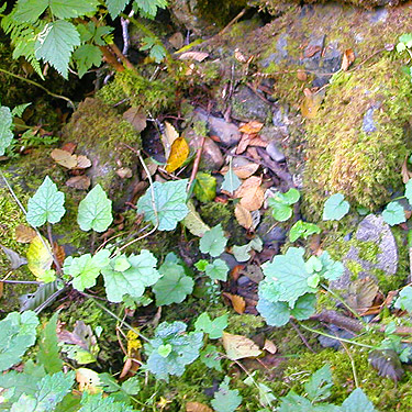 pocket of leaf litter, Palmer Creek, east central Snohomish County, Washington