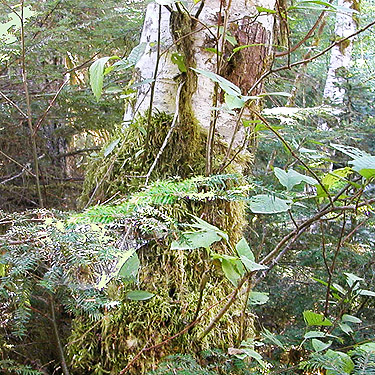 moss on alder trunk, Palmer Creek, east central Snohomish County, Washington