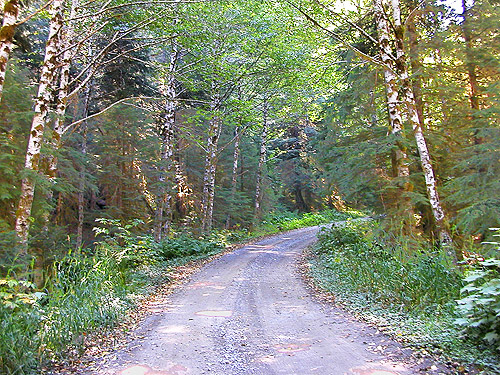 forest road crossing Palmer Creek, eastern Snohomish County, Washington