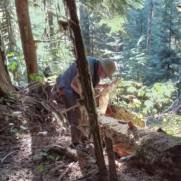 collecting spiders tapped from wood, Palmer Creek, east central Snohomish County, Washington