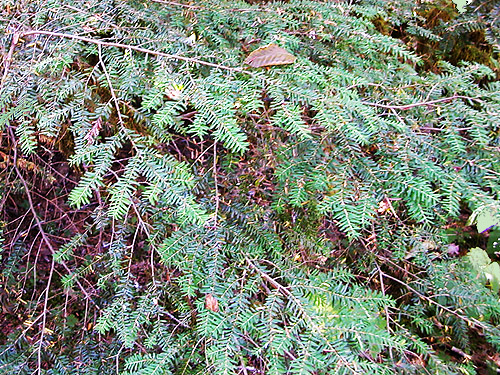 western hemlock Tsuga heterophylla foliage, Palmer Creek, east central Snohomish County, Washington