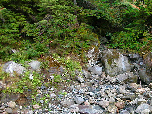 dry wash and western hemlock foliage, Road 4065 above Palmer Creek, east central Snohomish County, Washington