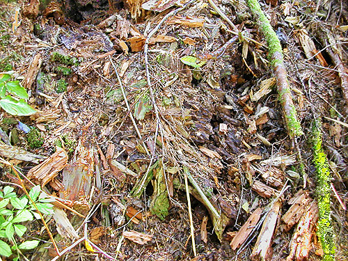 dead wood spider habitat, Palmer Creek, east central Snohomish County, Washington