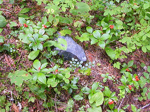 dwarf dogwood with berries, Cornus canadensis, trail to Peek-a-Boo Lake, Snohomish County, Washington