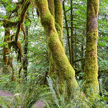 moss-covered trees, Sauk River road below Peek-a-Boo Lake, Snohomish County, Washington