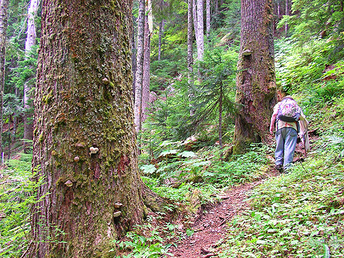 old growth on trail to Peek-a-Boo Lake, Snohomish County, Washington