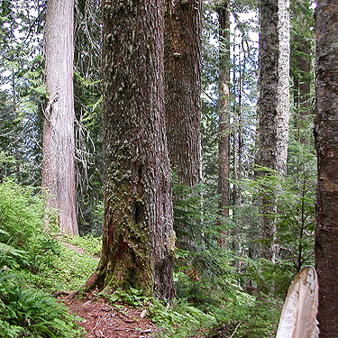 old growth along trail to Peek-a-Boo Lake, Snohomish County, Washington