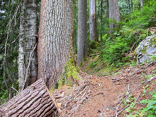Old growth along trail to Peek-a-Boo Lake, Snohomish County, Washington