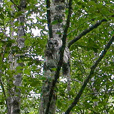 barred owl along road down from trail to Peek-a-Boo Lake, Snohomish County, Washington
