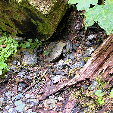 Stones with spiders under them, trail to Peek-a-Boo Lake, Snohomish County, Washington
