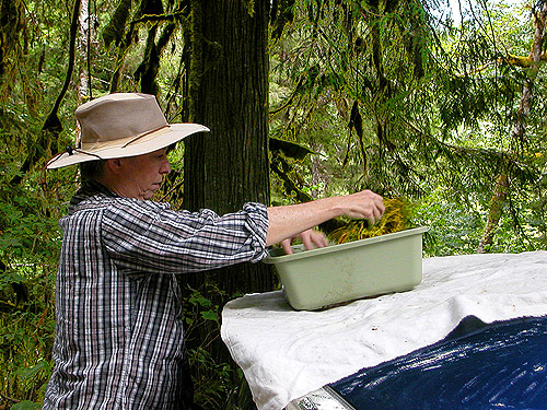 Laurel Ramseyer prepares to sift moss, Sauk River road below Peek-a-Boo Lake, Snohomish County, Washington