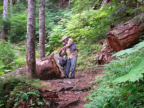 dead wood sampling site, trail to Peek-a-Boo Lake, Snohomish County, Washington