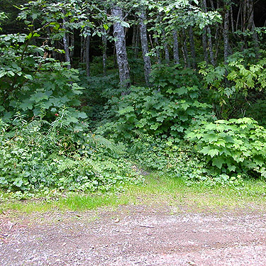 beginning of trail to Peek-a-Boo Lake, Snohomish County, Washington