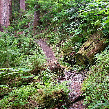 trailside understory, trail to Peek-a-Boo Lake, Snohomish County, Washington