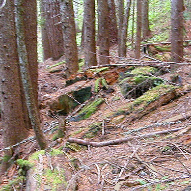 dead wood in seral forest near trailhead, trail to Peek-a-Boo Lake, Snohomish County, Washington