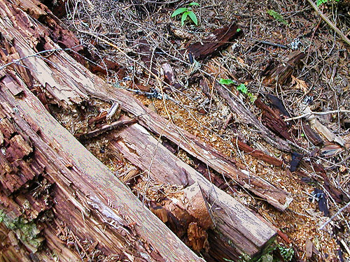 dead wood spider habitat, trail to Peek-a-Boo Lake, Snohomish County, Washington