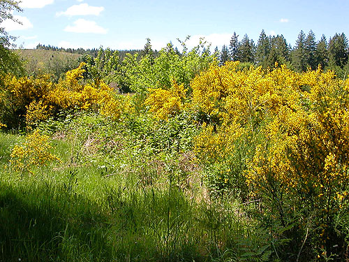 Scots broom Cytisus scoparius beside Willapa Hills Trail SW of Pe Ell, Lewis County, Washington