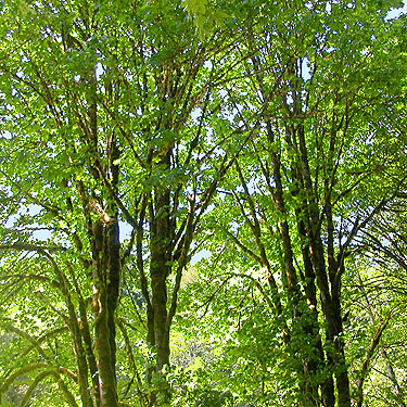 bigleaf maple canopy, Willapa Hills Trail SW of Pe Ell, Lewis County, Washington