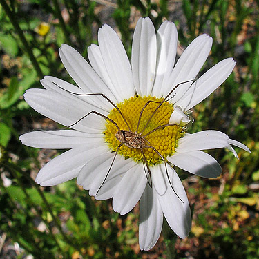 daisy with Phalangium opilio, Willapa Hills Trail SW of Pe Ell, Lewis County, Washington