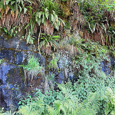 fern-draped rock cut along Willapa Hills Trail SW of Pe Ell, Lewis County, Washington
