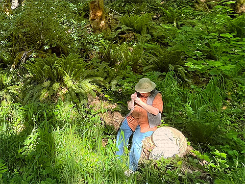 Rod Crawford labeling fern beat sample, Willapa Hills Trail SW of Pe Ell, Lewis County, Washington