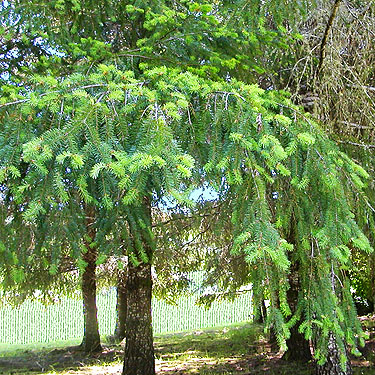hanging Douglas-fir foliage, Forest Lawn Cemetery, Pe Ell, Washington