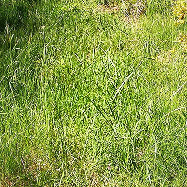 trailside grass, Willapa Hills Trail SW of Pe Ell, Lewis County, Washington