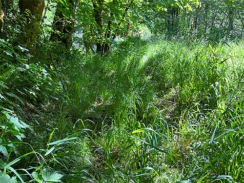 grass understory of maple forest, Willapa Hills Trail SW of Pe Ell, Lewis County, Washington