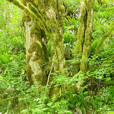 mossy maple trees, Willapa Hills Trail SW of Pe Ell, Lewis County, Washington