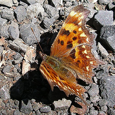 butterfly Polygonia faunus on Willapa Hills Trail SW of Pe Ell, Lewis County, Washington