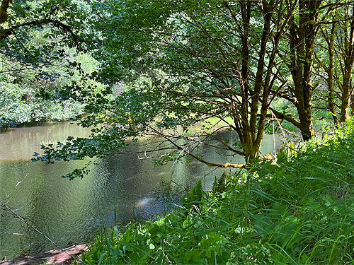 pond beside Willapa Hills Trail SW of Pe Ell, Lewis County, Washington