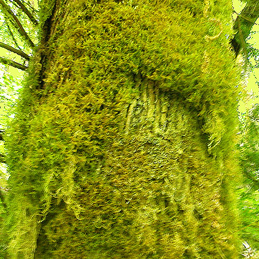 mossy maple trunk, Willapa Hills Trail SW of Pe Ell, Lewis County, Washington
