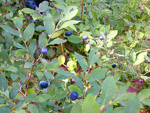 huckleberries, Pinus Lake, Whatcom County, Washington