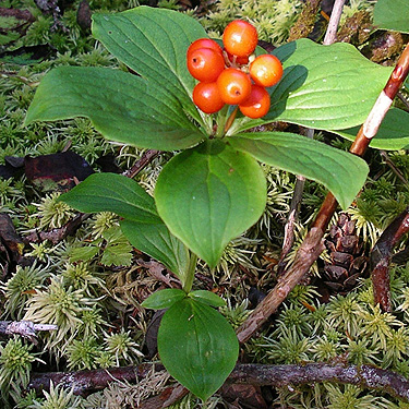 western bunchberry Cornus unalaschkensis, Pinus Lake, Whatcom County, Washington