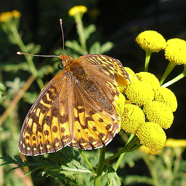 butterfly Speyeria hydaspe at summit near Pinus Lake, Whatcom County, Washington
