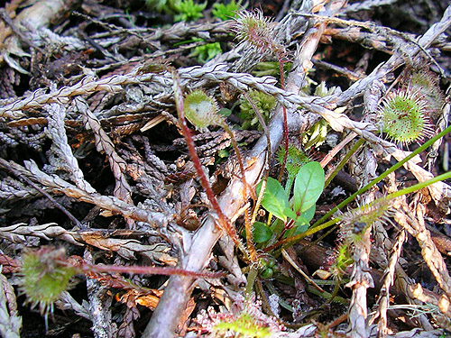 sundew plant on bog surface Drosera rotundifolia, Pinus Lake, Whatcom County, Washington
