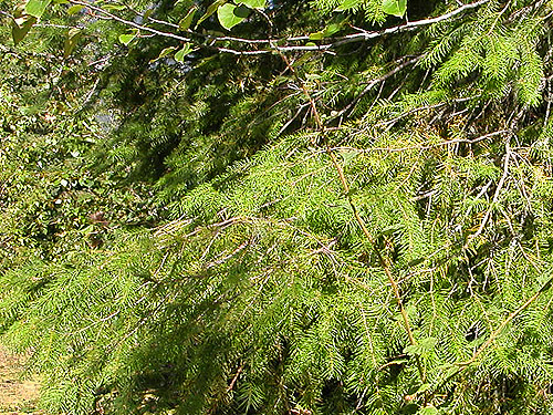 western hemlock foliage, summit near Pinus Lake, Whatcom County, Washington