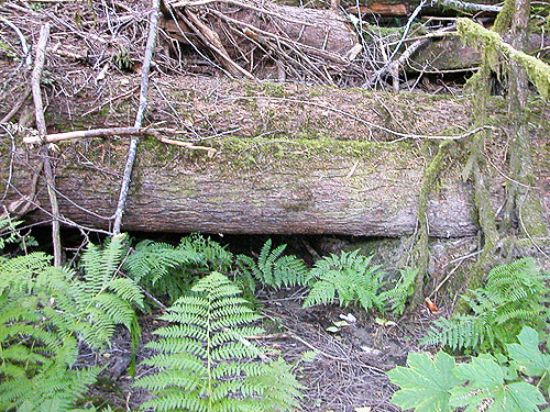 big logs on forest floor, N Fork Nooksack River above Nooksack Falls, Whatcom County, Washington