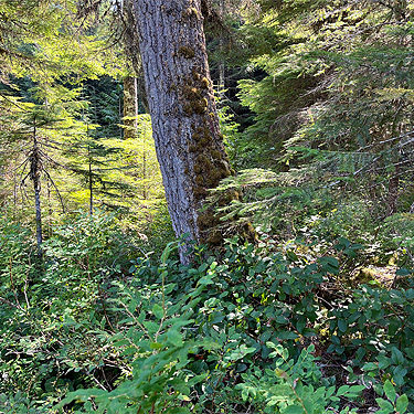 mature western hemlock forest around Pinus Lake, Whatcom County, Washington