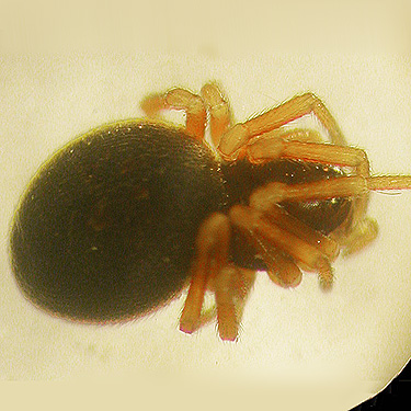 female Ceratinella spider from moss, N Fork Nooksack River above Nooksack Falls, Whatcom County, Washington