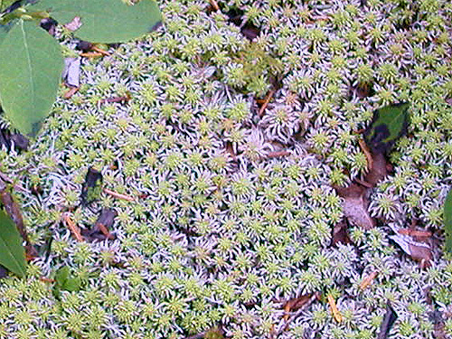 Sphagnum moss covering shore of Pinus Lake, Whatcom County, Washington