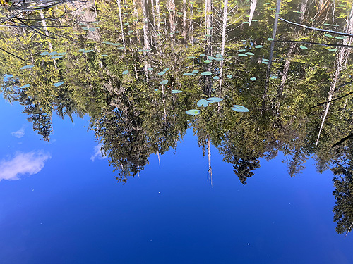 reflection in Pinus Lake, Whatcom County, Washington
