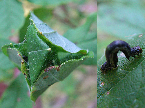 Rheumaptera larva and its "house", Pinus Lake, Whatcom County, Washington