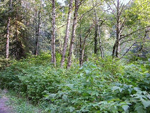 riparian alder woodland, N Fork Nooksack River above Nooksack Falls, Whatcom County, Washington