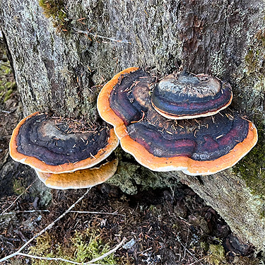 shelf fungus, Pinus Lake, Whatcom County, Washington