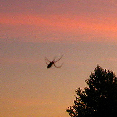 clubionid spider on windshield while phtographing sunset, Sedro Woolley, Washington on 8 September 2022