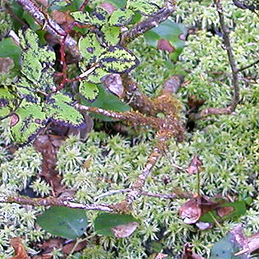 Sphagnum moss covering shore, Pinus Lake, Whatcom County, Washington